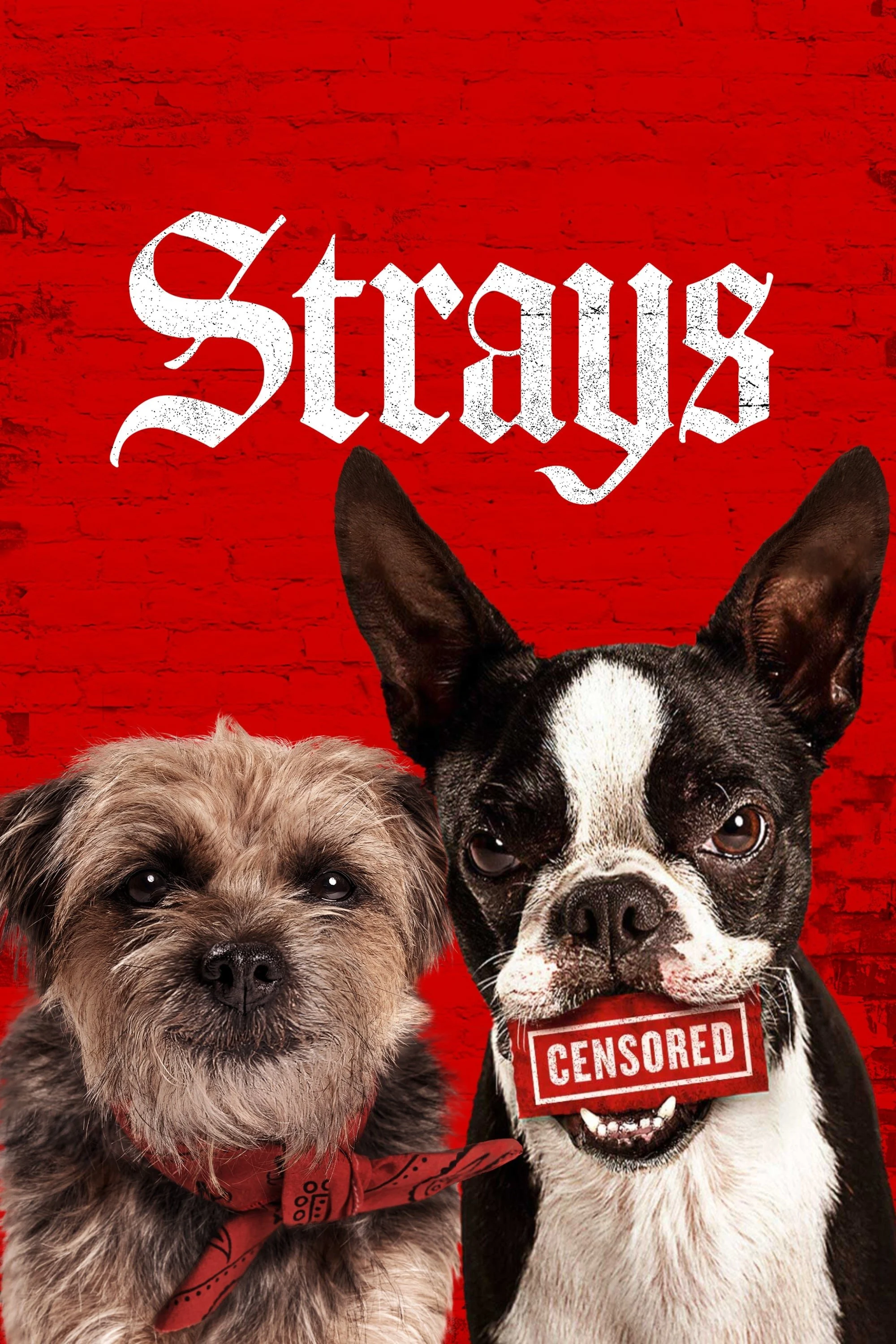 Phim Đời Quá Chó (Những Chú Chó Bụi Đời)